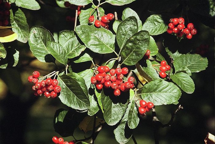 Sorbus chamaemespilus (2)